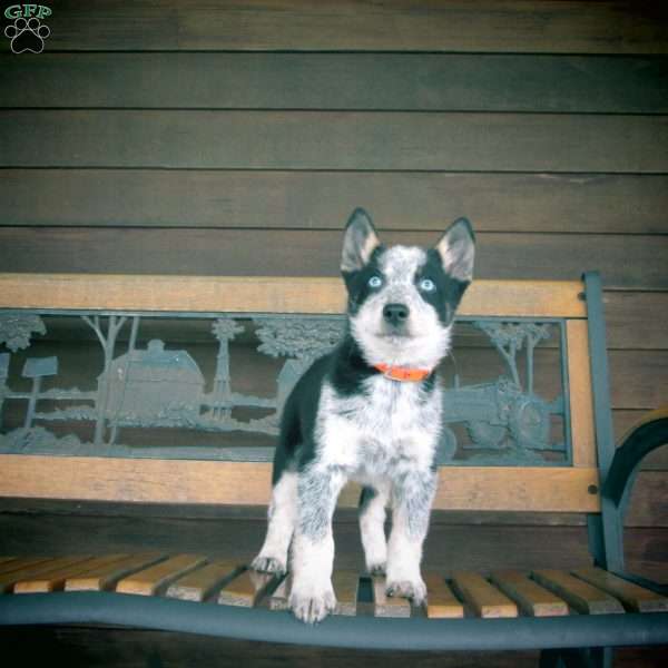 Little Boomer, Siberian Husky Mix Puppy